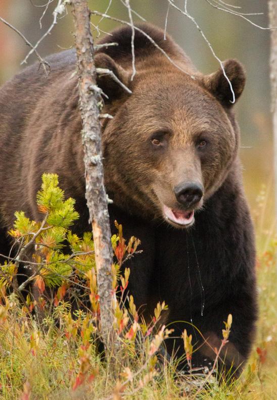 Björnen är för det mesta tyst. Men den kan ryta och vråla. Små björnungar kan kurra.