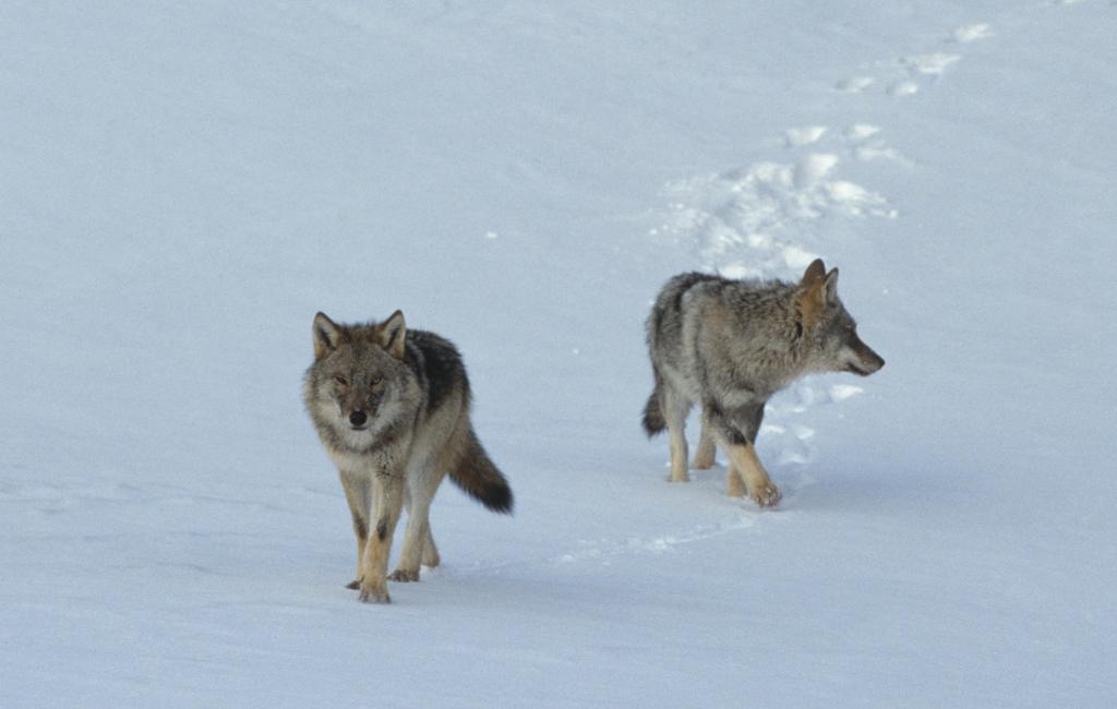 Den listiga kompisen Namn? Varg Familj? Ja. Vargen lever ofta mamma, pappa och ungar. Det kallas flock. Vikt? Ofta mellan 35 och 55 kg. Päls? Ja, ofta grå och ibland lite gul och rödbrun.