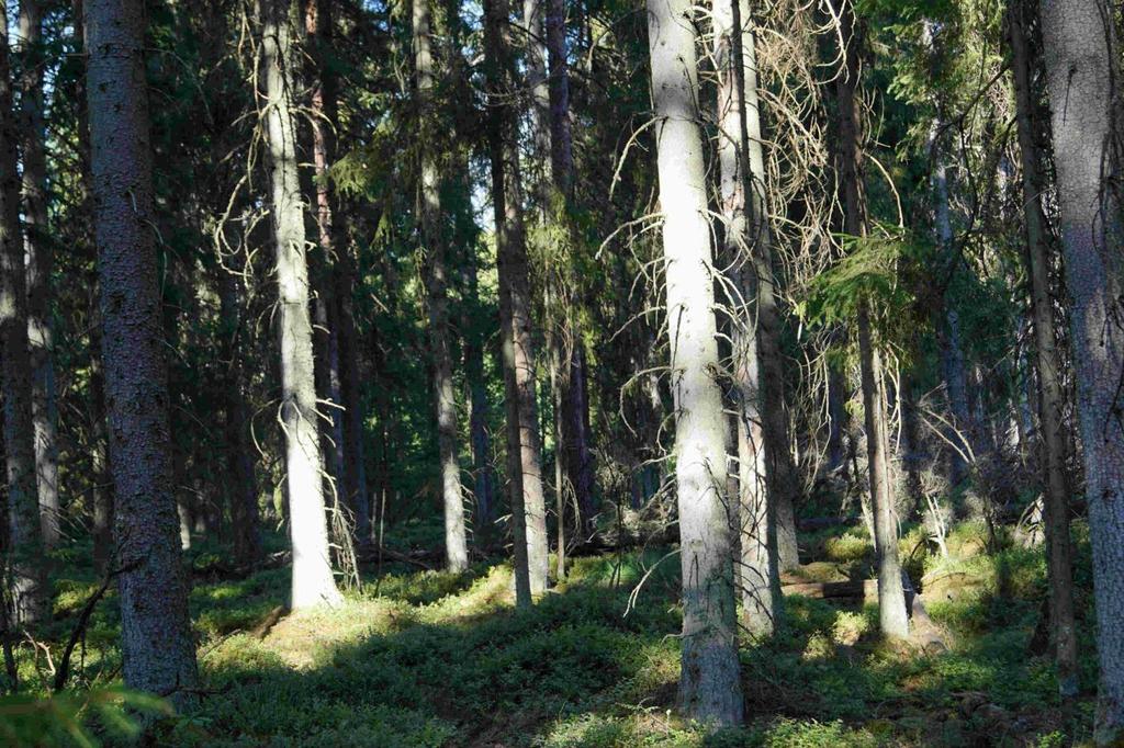 Skogsmark Produktiv skogsmark om ca 22,3 ha huvudsakligen bevuxen med barrskog i yngre åldersklasser med god tillväxt.