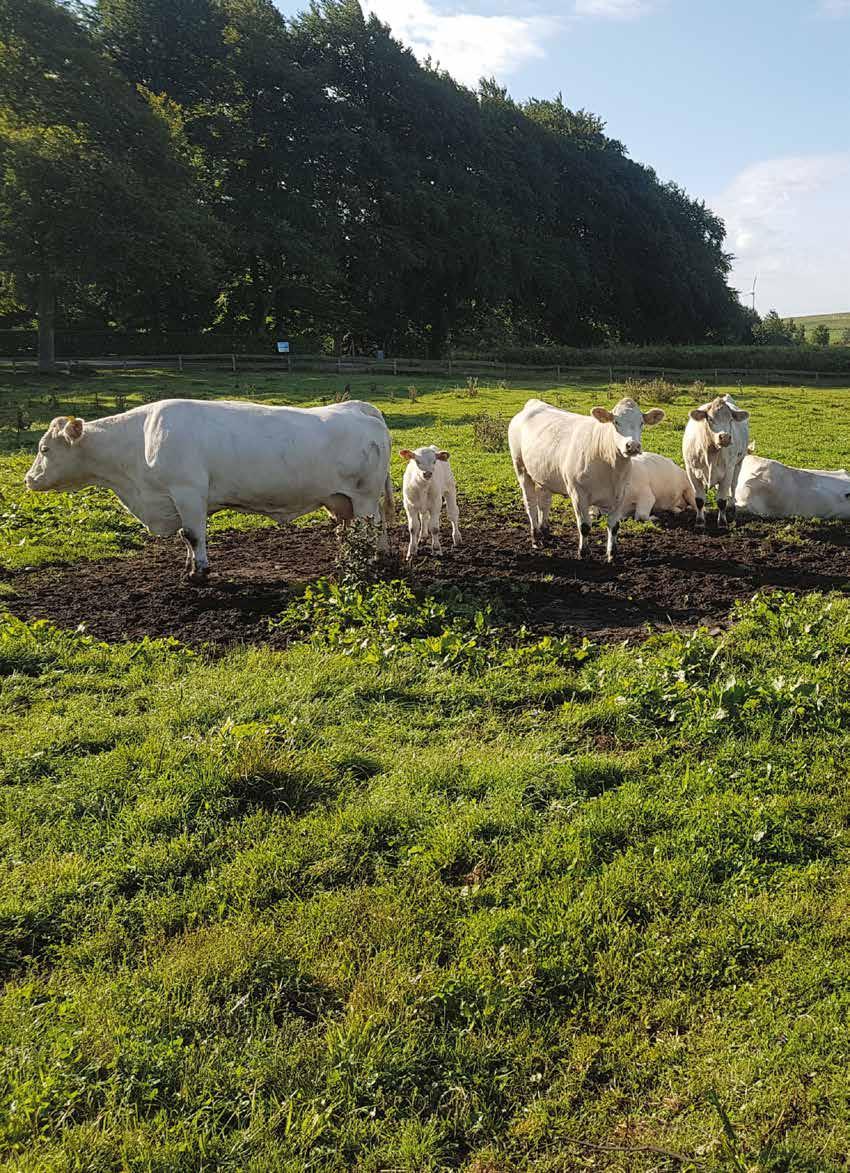Stalltipset 2 2017 Nötköttsproducenter www.delaval.se DeLaval e-nytt för dig som har köttdjur Missa inga utskick från DeLaval.