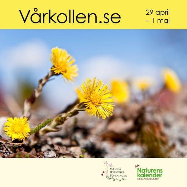 Utvärdering av SLU:s miljöanalysprogram KLIMAT Figur 2: I den webbaserade Naturens kalender som sköts av Svenska fenologinätverket rapporterar observatörer ur allmänheten sina iakttagelser om