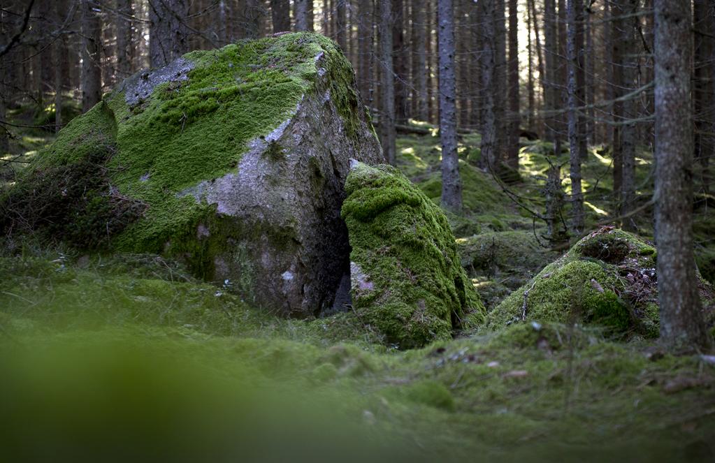 Drömskogen Vet du var drömskogen finns? Tveka i så fall inte att höra av dig till tävlingskommittén. Skogen är vår arena.