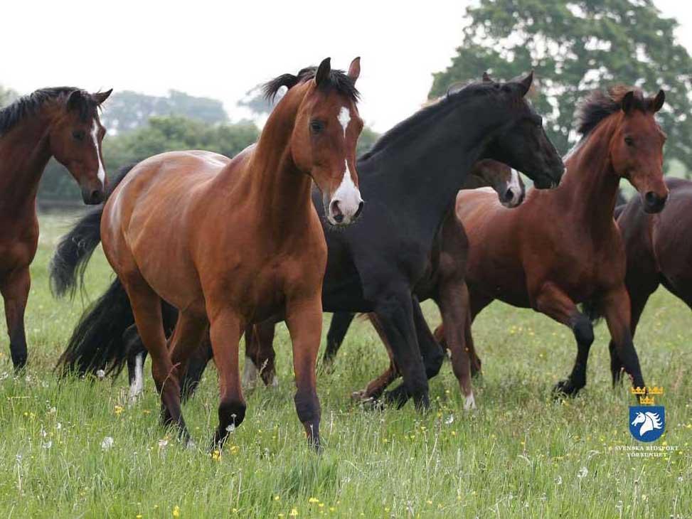 Sida 34 s genom att LRF tillsammans med ATG är stiftare till HNS, där sportens och avelns olika organisationer ingår.