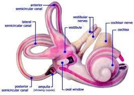 Öroninfo är väldigt viktig Balansorganet hänger ihop med