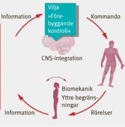 Hjärnan styr - finns det hinder för den? Åldrande Vakenhetsgrad? Mediciner?