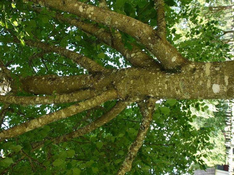Trädet nedan visar samma tendenser med ett flertal grenar som växter lodrätt genom trädets krona.