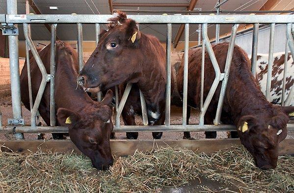 Stallgödselberäkningar enligt schablon Gödselmängder och växtnäringsinnehåll i stallgödseln beräknas utifrån Djurantal för respektive djurkategori Strö- både mängd och sort- välj på halm, spån eller