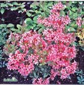Purpurrosa blommor med mörkt purpurrosa knoppar. 30-40 C 40-50 C 50-60 C Forrestii-Gruppen Korsningar med R.