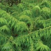 Busk 60-80 C Busk 80-100 C - typhina rönnsumak Zon 1-3. Höjd 2-3 m, bredd 3-4 m. Buskaktigt, flerstammigt träd med vackert växtsätt. Bruna, ludna grenar.