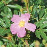 Små enkla vitgula blommor i juli. Många små röda nypon. Sol. Massplanteringar på slänter, landskapsväxt, i parker. Häck 30-50 Häck 50-80 - nitida 'Kebu' dockros Zon 1-7. Höjd 0,7-0,8 m, bredd 1 m.