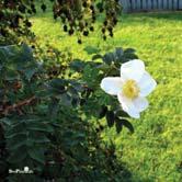 ROSA - SALIX TRÄD OCH BUSKAR - spinosissima pimpinellros Zon 1-7. Höjd 2-2,5 m, bredd 1,5-2 m. Enkla stora vita blommor i maj-juni. Svarta glänsande runda nypon. Torktålig.