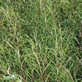 Bl a läplanteringar på sandjordar. Häck 65-100 Häck 100-150 Busk C5 - elaeagnos 'Angustifolia' lavendelvide Zon 1-5. Höjd 2-3 m, 2-3 m.