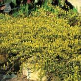 Höjd 0,2 m, bredd 2 m. c/c 1 m. Utbredd, marktäckande buske med grönt bladverk. Riklig blomning med gula videkissar.