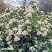 Knallröda, giftiga bär som är särskilt iögonfallande i kombination med de gula bladen. Näringsrik jord med tillgång till fukt. Solhalvskugga. Busk C5 SKIMMIA - japonica vinterbär Zon 1-2.