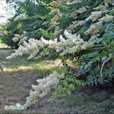 Skjuter rotskott, men inte i samma omfattning som 'Pia' E. Bra marktäckare. Solhalvskugga. Busk C5 Sol 125-150 K Sol 150-200 K - sorbifolia 'Pia' E rönnspirea Zon 1-7.