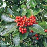 SORBUS TRÄD OCH BUSKAR - incana E silveroxel Zon 1-3. Höjd 7-9 m, bredd 5-6 m. Silveroxeln är ett formstarkt träd med glatt och härligt lövverk.