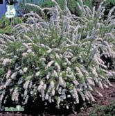 Häck 50-80 - chamaedryfolia kvastspirea Zon 1-8. Höjd 1-1,5 m, bredd 1-1,5 m. c/c 1 m. Mycket härdig och tålig, upprätt buske med sicksackväxande skott.