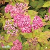 TRÄD OCH BUSKAR SPIRAEA - - 'Froebelii' praktspirea Zon 1-6. Höjd 0,8-1,2 m, bredd 0,8-1,2 m. c/c 0,75-1 m.