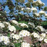 Buske med sicksackväxande grenar. Vita blommor i mångblommiga, rundade klasar i maj-juni. Tål skugga.