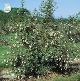 En säregenhet med bladen är deras matta ovansida och blanka, ljusare undersida. Trädet tar några år på sig innan det börjar blomma men blir som äldre mycket blomrikt.