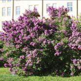 Häck 30-50 SYRINGA Med sin doft och sina sagolika blomklasar är syrenerna några av våra mest älskade buskar. Många syrener börjar blomma i slutet av maj eller början av juni, men flera blommar senare.