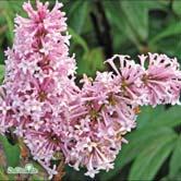 Täta blomklasar med mörkt lila knoppar som utvecklas till ljusare violetta, starkt doftande blommor. På stam bildar sorten en rund krona.