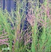 STERNTALER ('Primrose') syren Zon 1-3. Höjd 2-3 m, bredd 2-3 m. Ljusgula knoppar, gräddfärgade blommor.