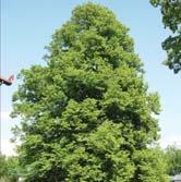 TRÄD OCH BUSKAR TILIA - - KRISTINA E ('Eleonora'*) parklind Zon 1-4(5). Höjd 20-30 m, bredd 12-15 m. Träd av sorten KRISTINA utvecklar en smal, pyramidal kronform.