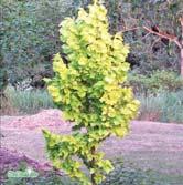 ULMUS - VIBURNUM TRÄD OCH BUSKAR ULMUS - hollandica 'Wredei' guldalm Zon 1-3. Höjd 12-15 m, bredd 1-2 m. Smalt kägelformigt växtsätt. Något krusiga blad, först guldgula senare grågröna.