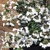 Särskilt härdig sort med vita blommor i tät, halvklotformig blomställning. Busk C5 Sol 80-100 C Sol 100-125 K - plicatum f. tomentosum 'Mariesii' japanskt olvon Zon 1-3 Höjd 1-2 m.