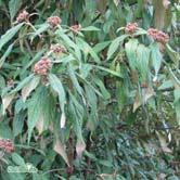TRÄD OCH BUSKAR VIBURNUM - WEIGELA - rhytidophyllum rynkolvon Zon 1-2. Höjd 3-4 m, bredd 3-4 m. Vintergrön, styvt upprättväxande buske med rynkiga, håriga blad.