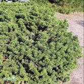 BARRVÄXTER ABIES - CEDRUS ABIES Granar av släktet Abies har genomgående stam och upprätta kottar. Barken är slätare och barren mjukare än hos Picea.