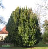 Utmärkt till formklippning och bildar mycket vackra, täta häckar. - baccata idegran Zon 1-(2). Höjd 5-7 m, bredd 6-8 m. Rikt förgrenad, flerstammig buske eller mindre träd.