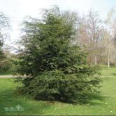 BARRVÄXTER TSUGA TSUGA - canadensis hemlock Zon 1-3. Höjd 8-10 m, bredd 5-7 m. Träd med vågräta grenar som bildar bred och luftig krona. Mörkgröna barr med vit undersida. Hängande, bruna kottar.