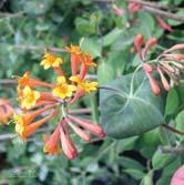 LONICERA KLÄTTERVÄXTER LONICERA Kaprifoler är härligt frodiga slingerväxter, ofta - men inte alltid - med ljuvligt doftande blomning. Allra mest känns doften på kvällen.