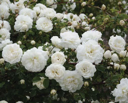 Järnvägaren blommar rikligt från runt midsommar till mitten av juli i landets varmaste delar. De 7-8 cm stora blommorna är löst fyllda med 50 70 kronblad.