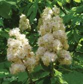 I äldre planteringar finns rödblommiga hästkastanjer med ljusare och mattare röd färg. Endast sorten Briotii har lysande röda blommor. Rödblommig hästkastanj är användbar som gatu- och parkträd.