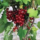 VINBÄR FRUKT OCH BÄR - - 'Öjebyn' E svarta vinbär Zon 1-7. Stora, tunnskaliga, aromrika bär. Motståndskraftig mot mjöldagg. Stam C - Röda Vinbär-Gruppen Röda vinbär växer bra på de flesta jordar.