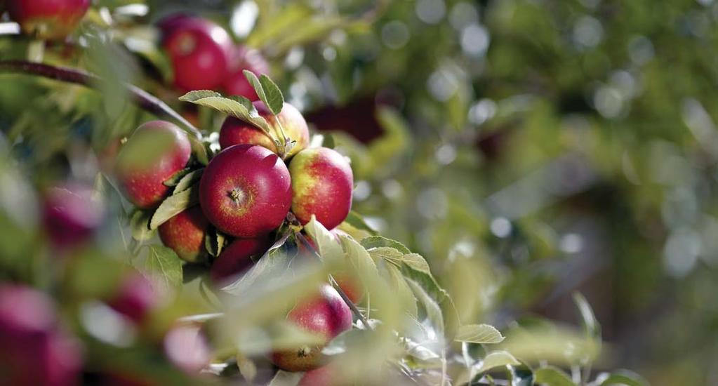 Trivs bäst i växthus. Mognar under sept. - - 'Sukribe' labruskavin A-kv C2 Zon 1-4(5). Gröna druvor med medelsöt smak. Rikbärande, frisk sort som klarar -25 grader C utan täckning. Självfertil.