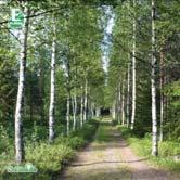 TRÄD OCH BUSKAR BETULA - pendula FK JULITA E vårtbjörk Zon 1-4. Höjd 15-20 m, bredd ca 4 m.