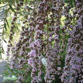 BETULA - BUDDLEJA TRÄD OCH BUSKAR - -'Rubra' finsk rödbjörk Zon 1-8. Höjd 7-10 m, bredd 4-6 m. Mer svagväxande än glasbjörk. Blodröda blad och vacker vit bark.