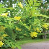 TRÄD OCH BUSKAR CARAGANA - CARPINUS CARAGANA - arborescens häckkaragan Zon 1-8. Höjd 3-5 m, bredd 3-4 m. Snabbväxande och upprättväxande, mycket tålig buske. Blir efterhand bred. Gula blommor i maj.