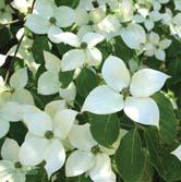 Busk C2 - 'Eddie's White Wonder' blomsterkornell Zon 1-2. Höjd 2 m. Mycket vacker, vårblommande buske med kompakt, upprätt växtsätt.