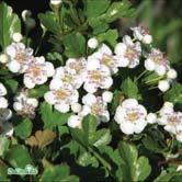 grayana FK UPPSALA E häckhagtorn Zon 1-7. Höjd 3-4 m, bredd 2,5-3,5 m. Styvt upprättväxande buske eller litet träd. Vita blommor i juni.