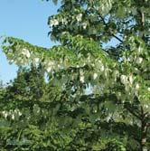 DAVIDIA - DEUTZIA TRÄD OCH BUSKAR DAVIDIA - involucrata var. vilmoriniana näsduksträd Zon 1(2). Höjd 6-10 m, bredd 7-8 m. Träd med först konformad senare bredare krona.