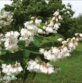 Utvecklas bäst i näringsrik, ej för torr jord. Sol-halvskugga. - gracilis bruddeutzia Zon 1-3. Höjd ca 1 m, bredd ca 1 m. c/c 0,75 m. Upprättväxande buske med klocklika enkla, vita blommor i maj-juni.
