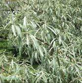 ELAEAGNUS - ERICA TRÄD OCH BUSKAR ELAEAGNUS - angustifolia smalbladig silverbuske Zon 1-4. Höjd 3-5 m, bredd 3-5 m. c/c 1,5-2 m. Smala, lansettlika silverfärgade blad.