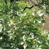 - commutata silverbuske Zon 1-8. Höjd 2-3 m, bredd 2-3 m. Vacker, intensivt silverfärgad buske med bruna, väldoftande blommor i majjuni. Skjuter rotskott. Silverfärgade frukter.