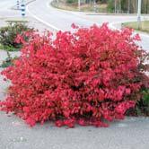 TRÄD OCH BUSKAR EUONYMUS EUONYMUS Lövfällande arter av benved är allra skönast på hösten. Då hänger frukter i lysande färger ner från grenarna och bladen får sprakande hösttoner.