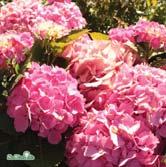 Välvda blomställningar i rosa, violett eller blått beroende på jordens ph-värde. Vintertäckning rekommenderas för riklig blomning.